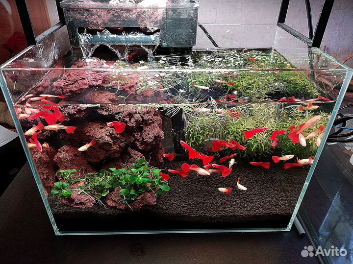Аквариумные рыбки и растения