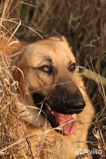 Собака в дар, добрый пес Арчи в добрые руки