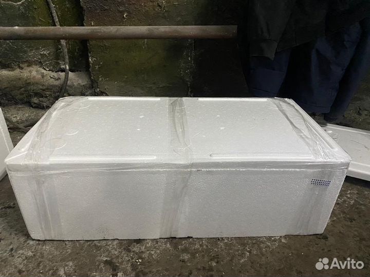 Морские ежи живые