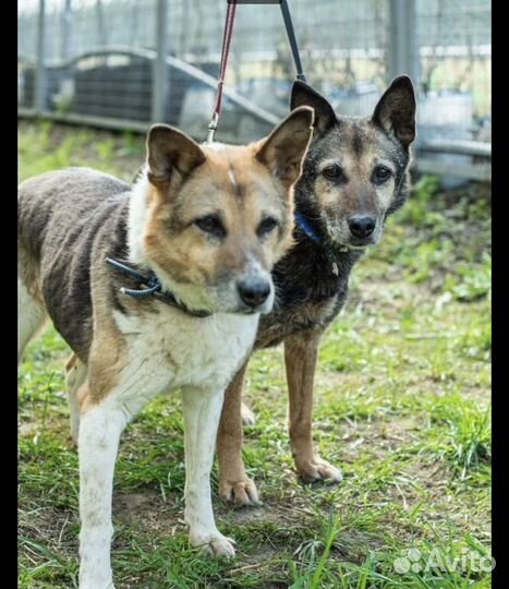 Пипетки из приюта такие славные