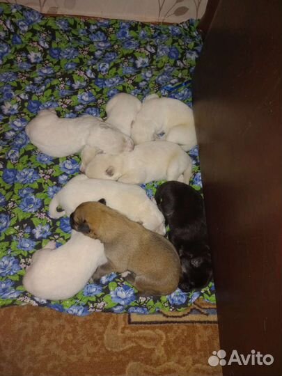 Собаки щенки