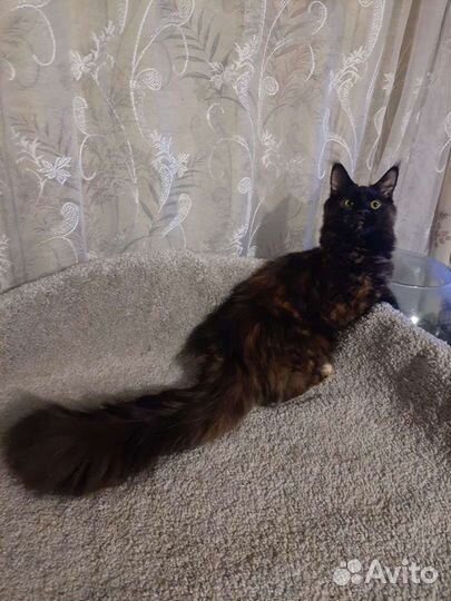 Котята мейн-кун