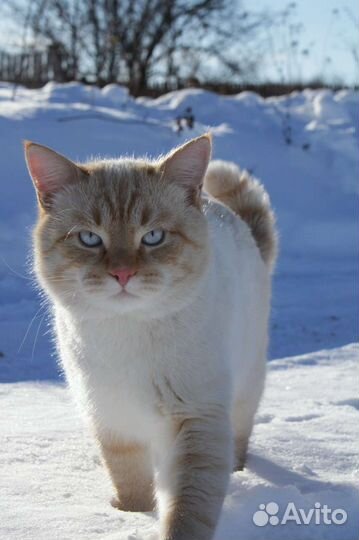 Котята (девочки)