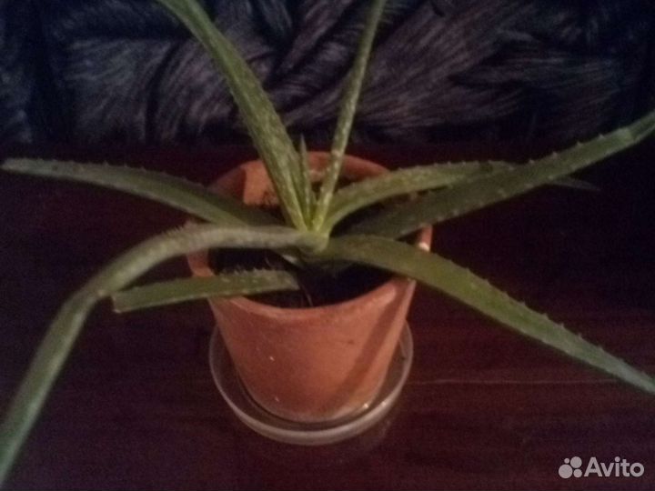 Цветы:алоэ,спатифилиум,золотой ус