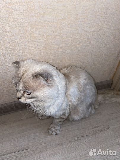 Британский кот