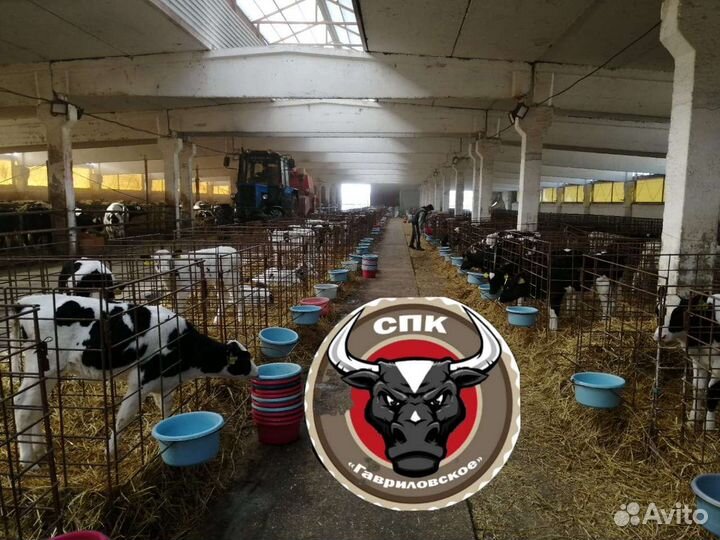 Липецкие Бычки молодняк