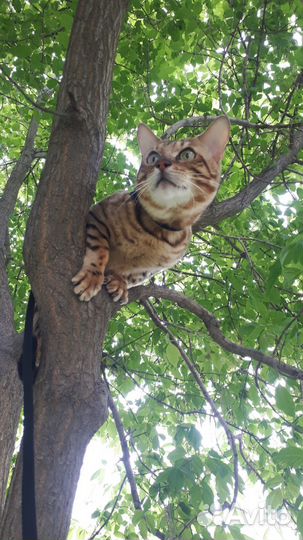 Бенгальские кот