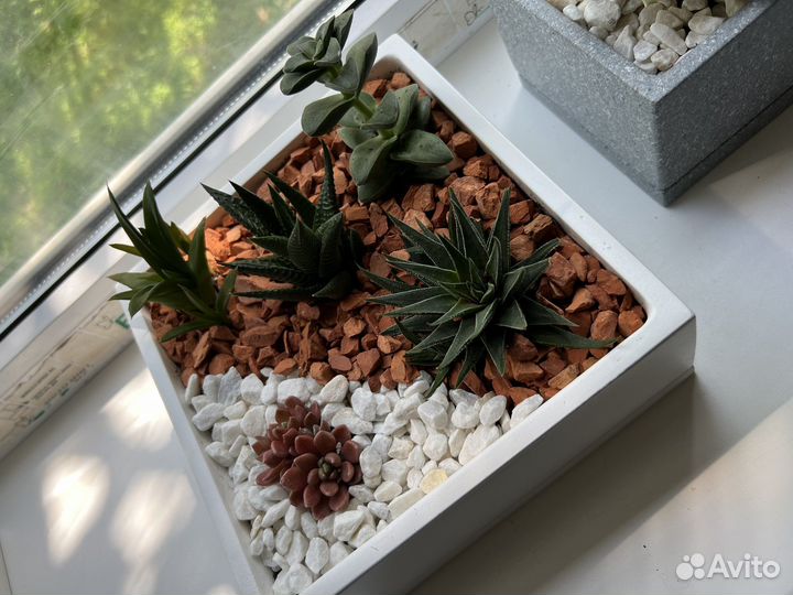 Комнатные растения