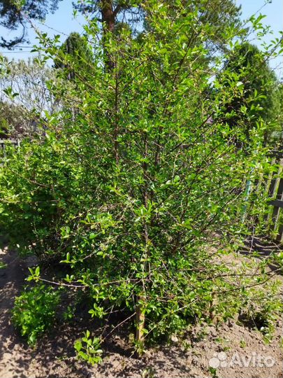 Саженцы вишни