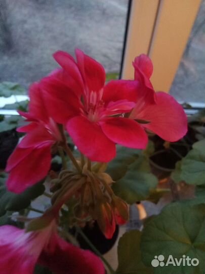 Пеларгония герань