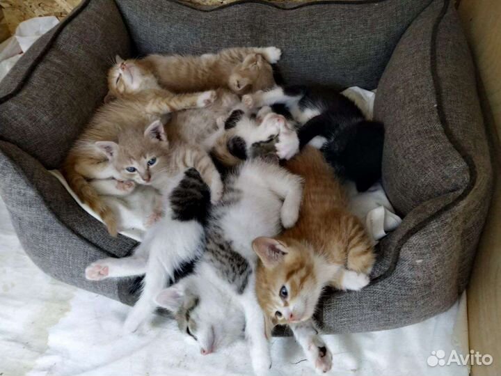Отдаю котенка хорошим хозяевам условно бесплатно