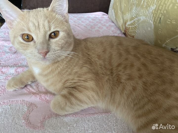 Отдам кота в добрые руки