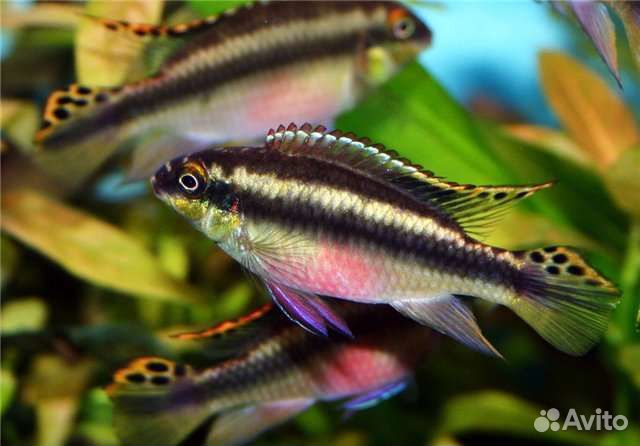Аквариумные рыбки