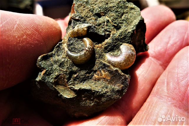 Конкреция с ископаемыми аммонитами. Мезозой, Юра