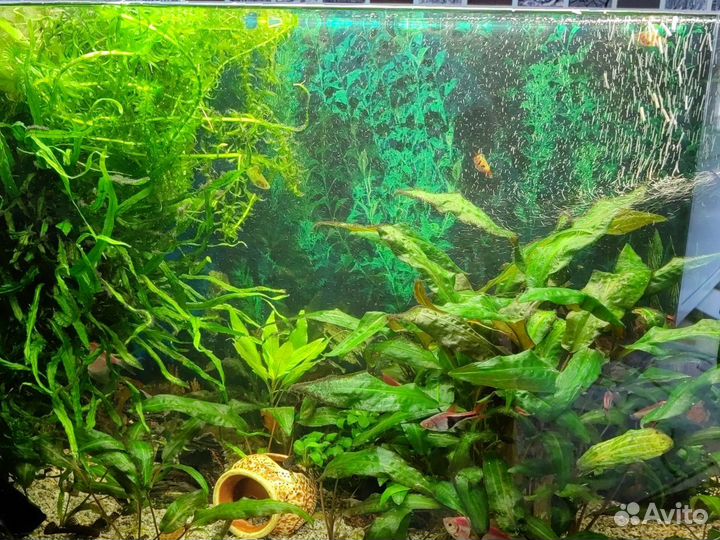 Растение в аквариумное