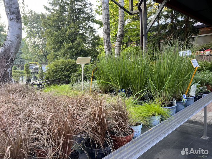 Стипа. Ковыль. Осока