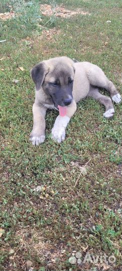 Продаются щенки
