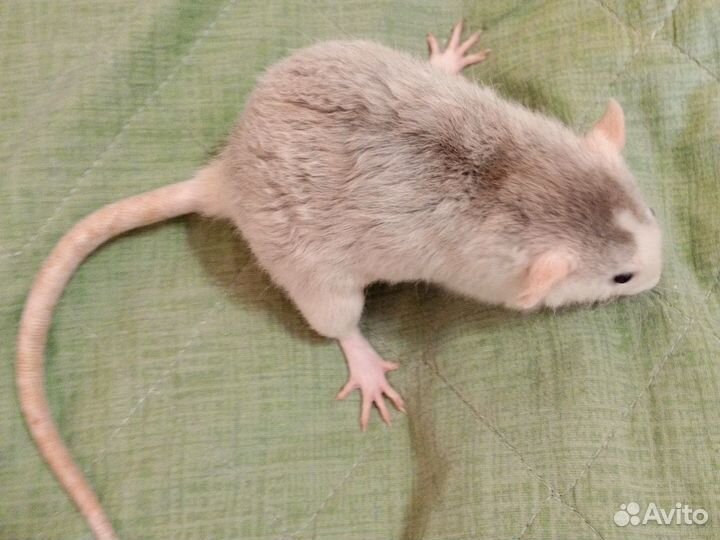 Крысы дамбо с клеткой