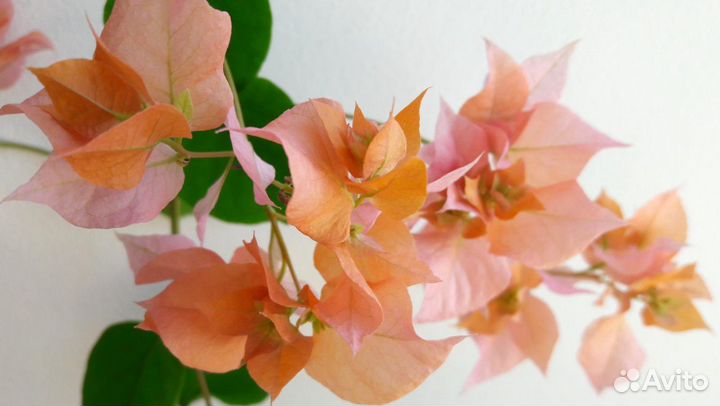 Бугенвиллиия разные