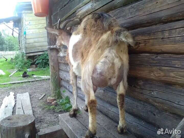 Козы дойные