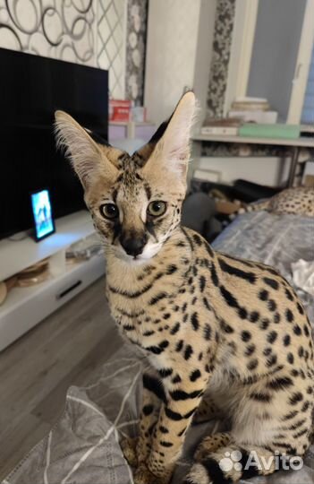 Котенок Саванна ф1