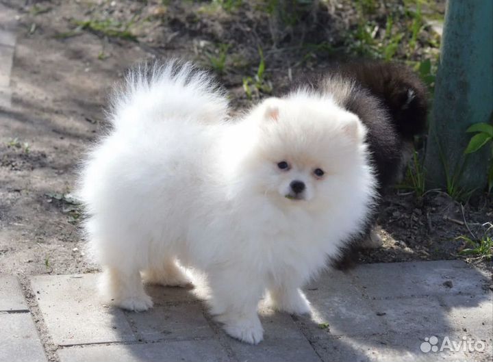 Померанский шпиц мини щенок