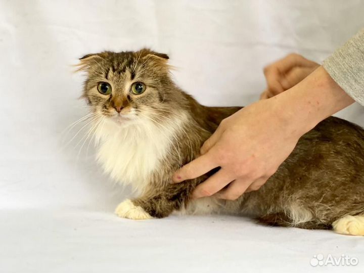 Отдам бесплатно кошечку