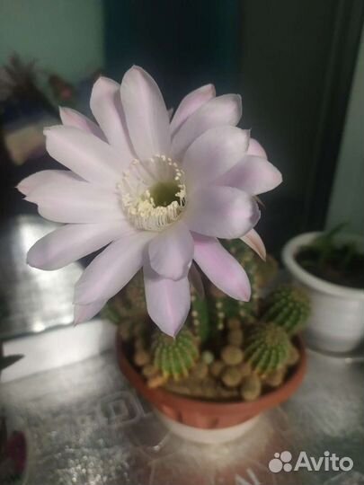 Кактус эхинопсис, маммилярия