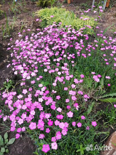 Барвинок, яснотка, гвоздика травянка