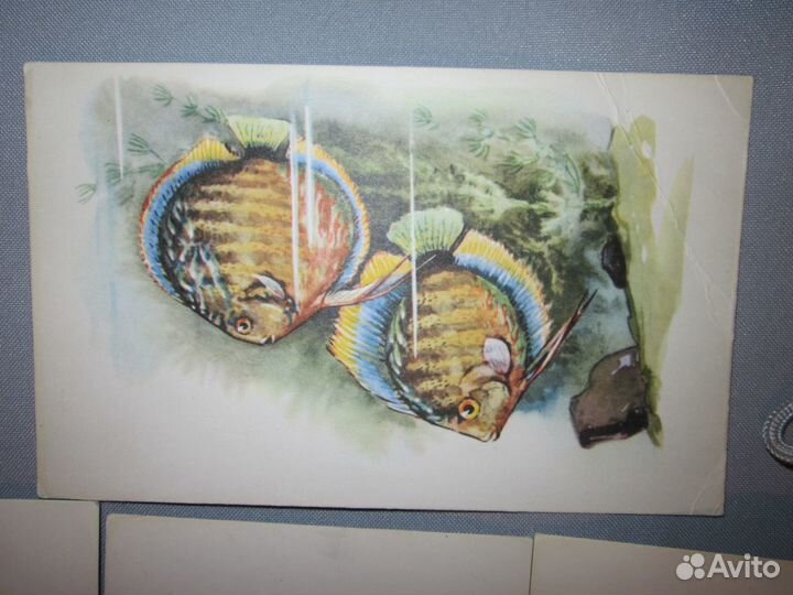 Открытки. Рыбки