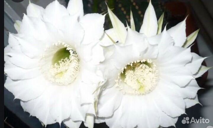 Кактус цветущий