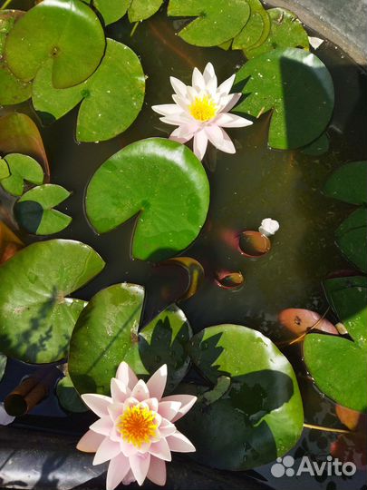 Водяная лилия