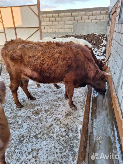 Корова стельная дойная