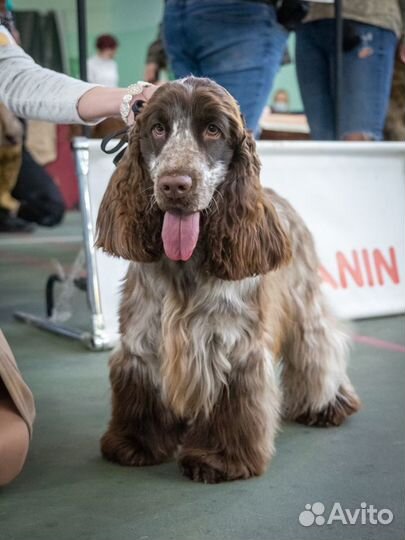 Английский кокер спаниель, вязка