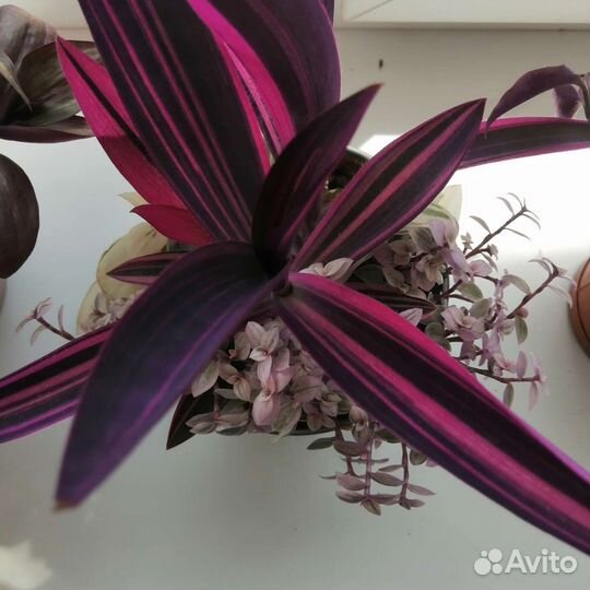 Традесканция пурпурная вариегатная