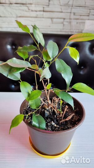 Фикус бенджамина