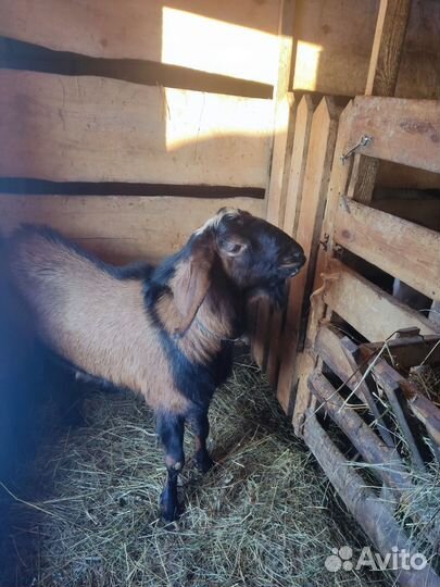 Вязка Нубийский козел