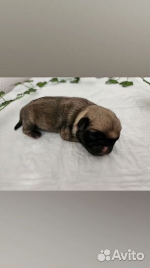 Щенки мопса