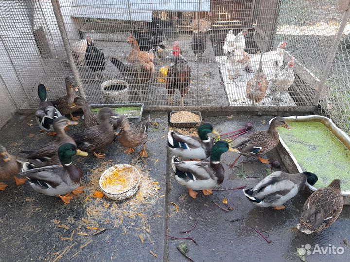 Подсадные утки (селезни)