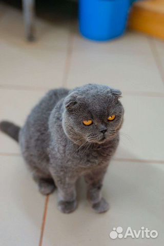 Шотландская вислоухая кот бесплатно