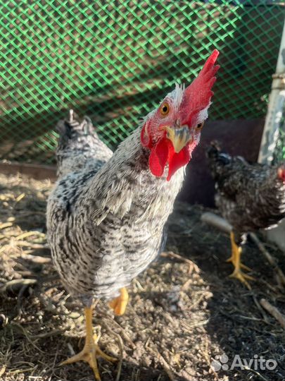 Молодые петушки