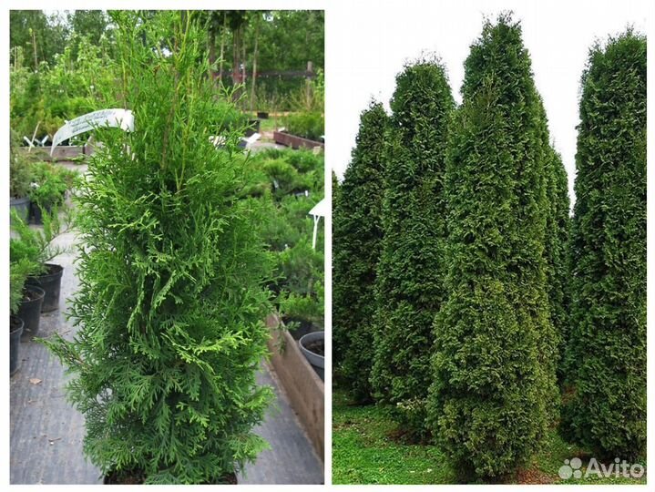 Туя колоновидная Колумна, Смарагд, Брабант