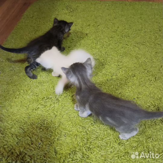 Отдам в добрые руки