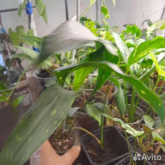 Аспедистра милки вей