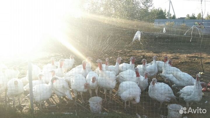 Мясо индеек