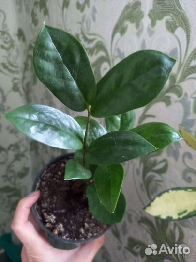 Замиакулькас, крассула