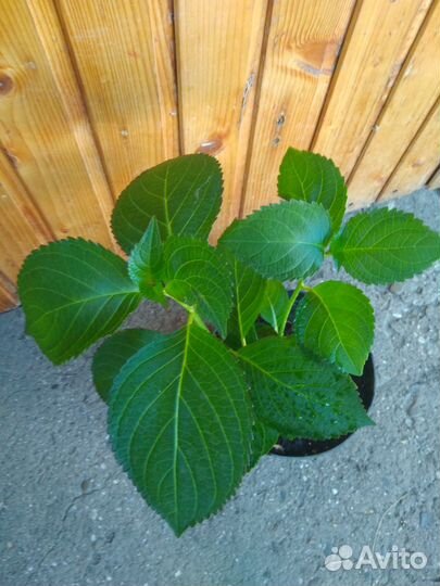 Гортензия крупнолистная ремонтантная