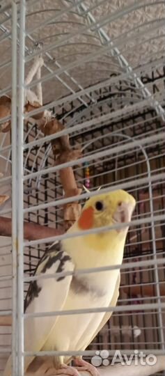 Попугай Корелла с оборудованной клеткой