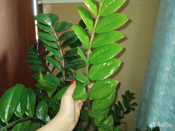 Замиокулькас