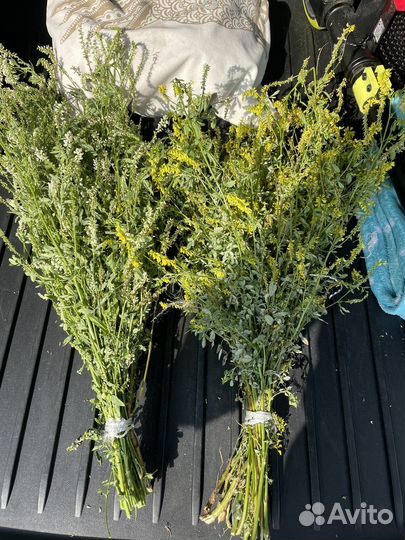 Донник для бани